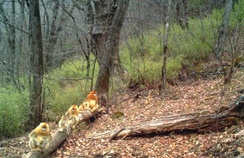 【西安生态日】首个“西安生态日”启动 秦岭生态环境；ひ刈